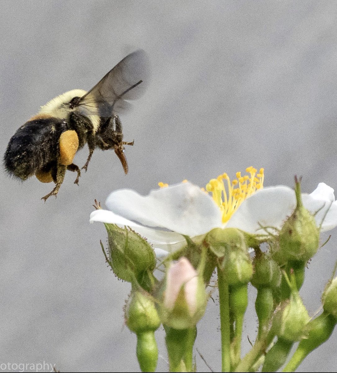 brianjhillphoto's tweet photo. So great to see bees in the backyard!#wildlife #bumblebee #torontolife #toronto #bestofwilderness #bees  #birdwatching #backyardspace #wildlifephotography #pollen #NationalParks #Ontario #flowers #lifeintoronto #wetlands #photography @NatGeoPhotos @HenrysCamera @OMSYSTEMcameras https://t.co/N6vtHcj3NF