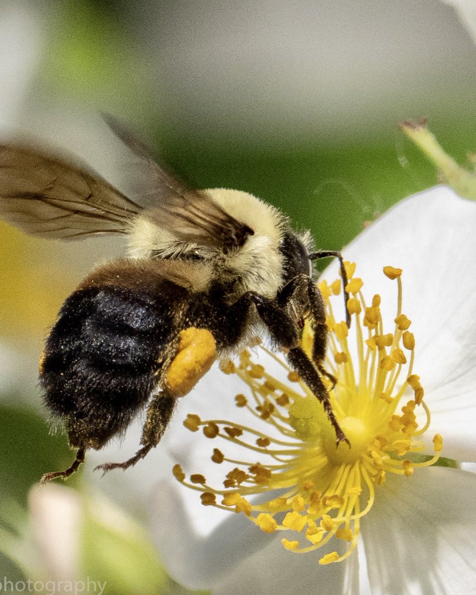 brianjhillphoto's tweet photo. So great to see bees in the backyard!#wildlife #bumblebee #torontolife #toronto #bestofwilderness #bees  #birdwatching #backyardspace #wildlifephotography #pollen #NationalParks #Ontario #flowers #lifeintoronto #wetlands #photography @NatGeoPhotos @HenrysCamera @OMSYSTEMcameras https://t.co/N6vtHcj3NF