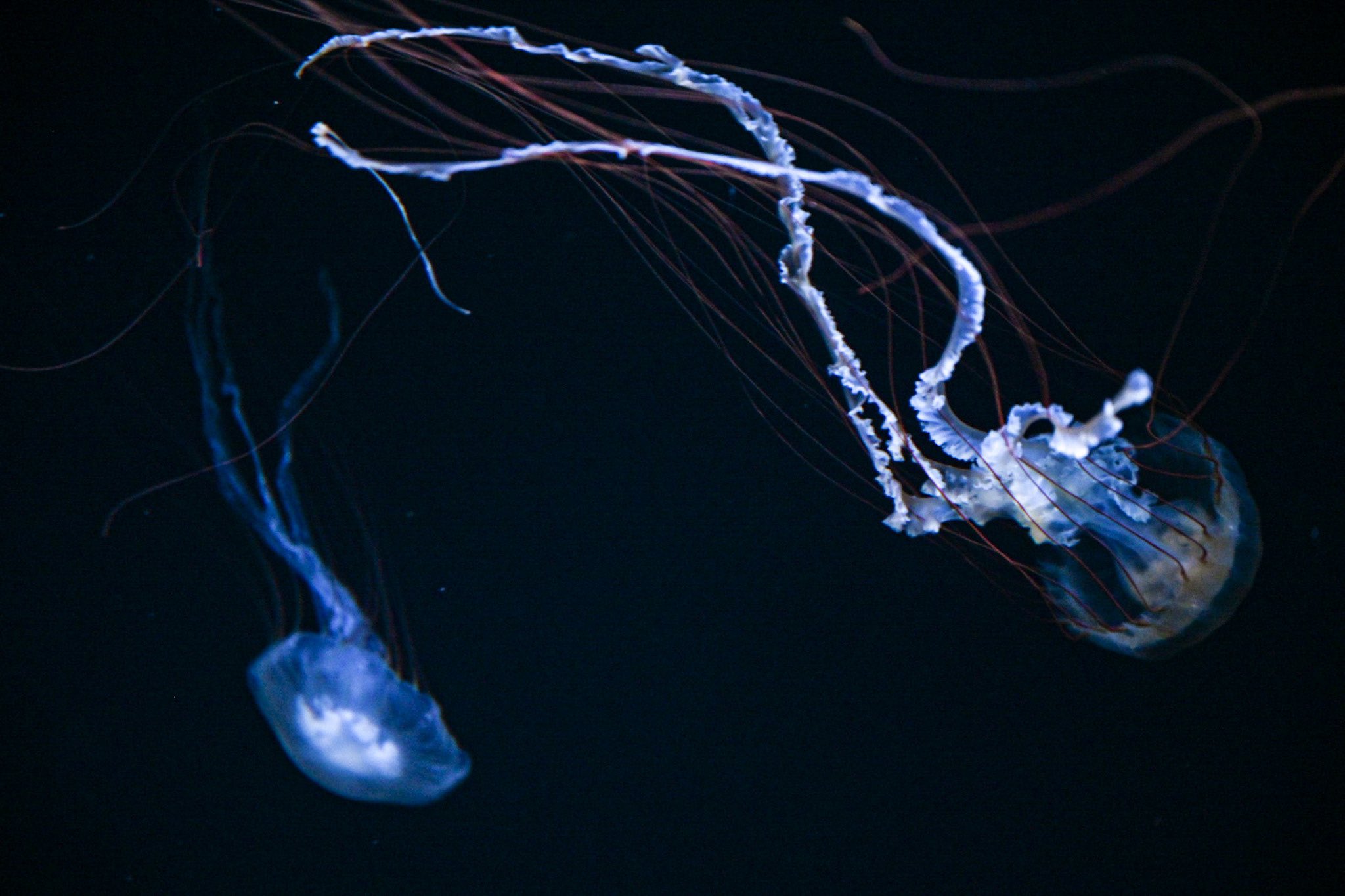 JunkArt.cp📸🥦(本條咲耶) on Twitter 