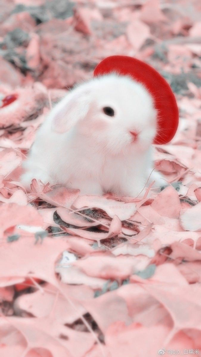 JXZMEN_'s tweet photo. คลั่งรักน้อนกาตุ่ยย🐰💓 https://t.co/9EPpiPp8m0