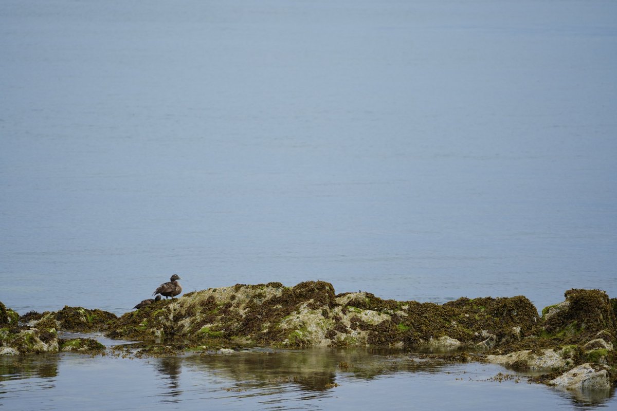 cirzh's tweet photo. #Eider #Ducks #AmberConservationStatus #seaducks #birds #birdwatching #birdwatchireland #TwitterNatureCommunity #BirdsSeenIn2022 ⁦@BWIFingal⁩ #Skerries #Fingal #lovefingaldublin #yourfingal https://t.co/phaBmbeyPO