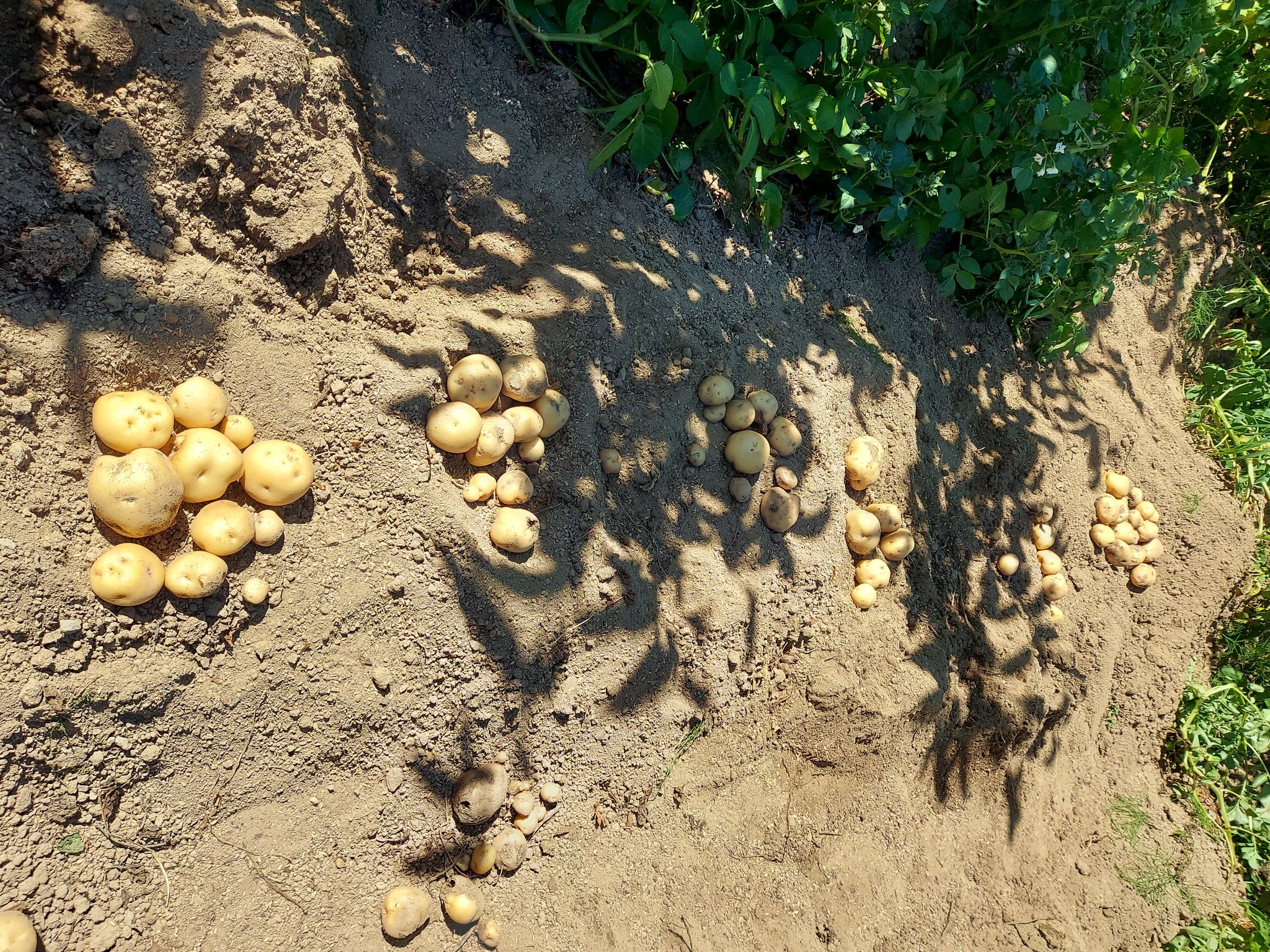 インカのひとみ Twitter Search Twitter