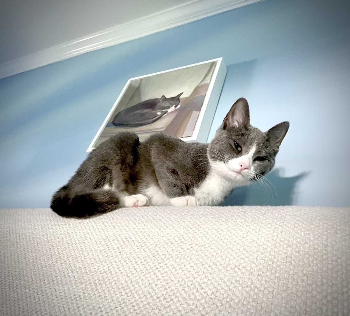 itswintermiller's tweet photo. Oh, #NationalKittenDay? On it. #NotACatTheBook #TinyKitty Thank you: @tilburyhouse @pubspotlight @greenlightbklyn @booksaremagicbk @DNovgorodoff @soledadobrien @iamsambee @fullfrontal @MaulikPancholy @Rosie @NickKristof @JortsTheCat @taraparkerpope @weirdlilguys @RealLyndaCarter https://t.co/eZmjhqBzf5