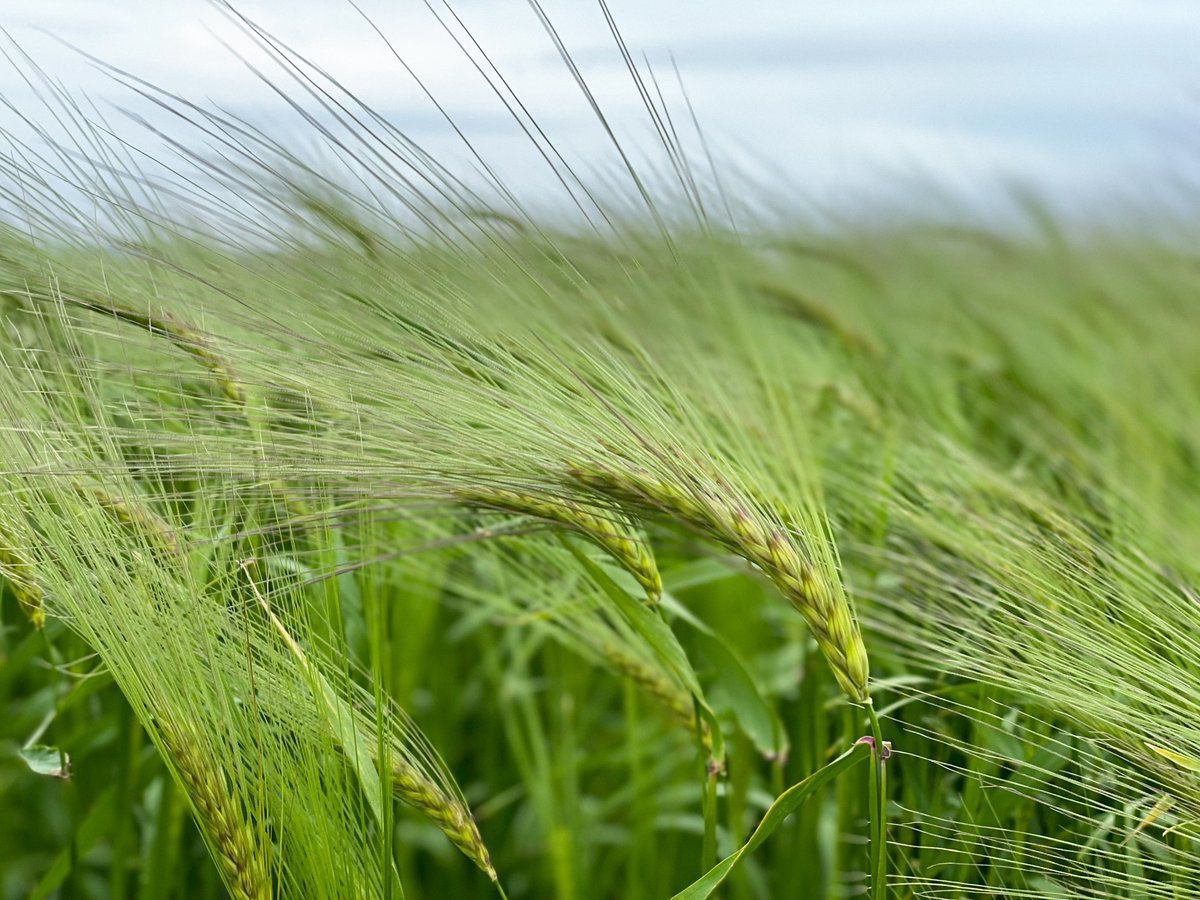 Bere Barley - you can’t buy this variety from a seed merchant. It’s a landrace. Which means seeds from each local harvest for potentially thousands of years were saved for sowing the next year. 

You can buy our whisky made with it tho! Read on >>
#HeritageGrains #BereBarley