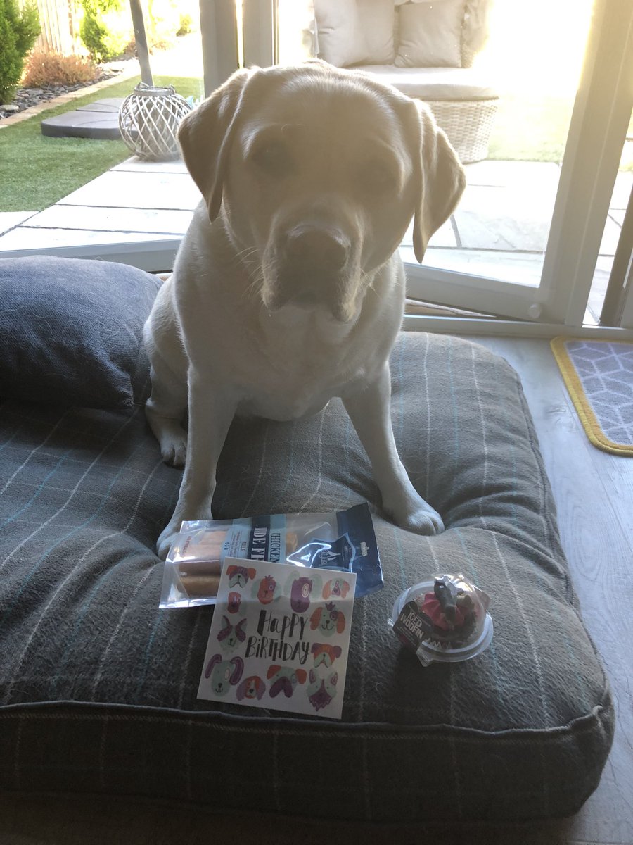 Alison_Cooper1's tweet photo. Our babs is 6 today! @A_Kwhist she’s our world, keep your kids (dogos)cool over the next few days pls peeps! #birthdaybear #lovemylab https://t.co/XAFBcPERwb