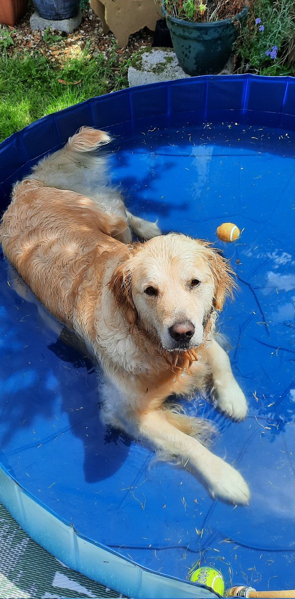 The best place to be today! 💧 
#dogsoftwitter #goldenretrievers #heatwaveuk