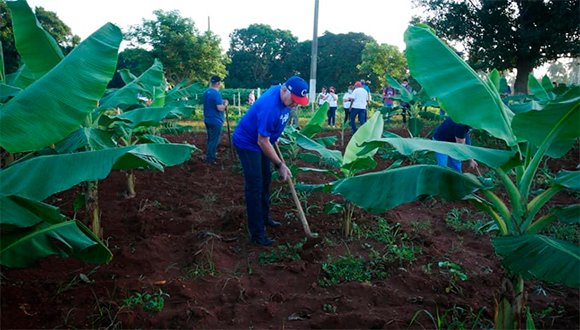 MEP_CUBA's tweet photo. Desde temprano en la mañana de este domingo, el Primer Secretario del Partido Comunista de Cuba y Presidente de la República, @DiazCanelB , participa en un trabajo voluntario en labores agrícolas junto a jóvenes habaneros. #SiempreEn26 #CubaPorLaPaz https://t.co/3Muwt0MFq8