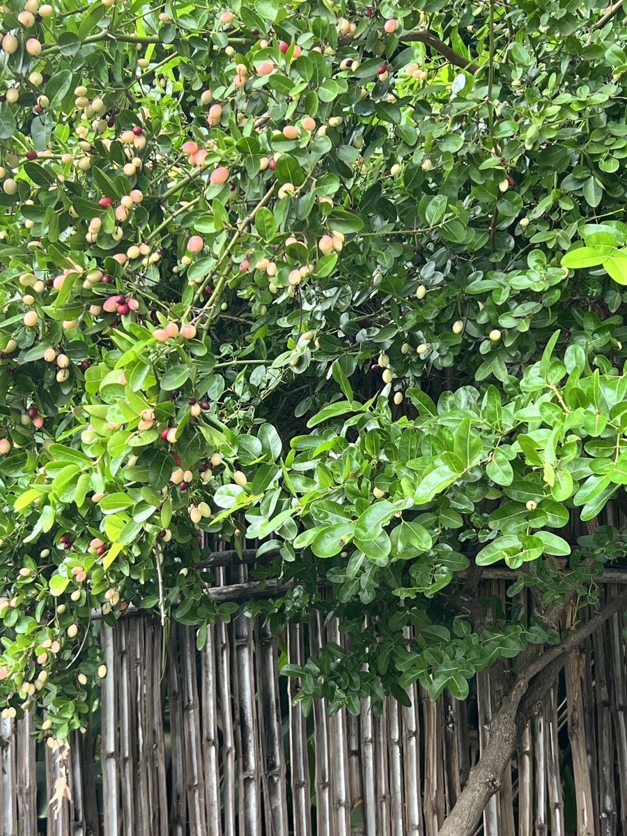 ipskabra's tweet photo. ये कौन सा fruit है ? #myorganicgarden #Sunday https://t.co/bOtJMnvBiR