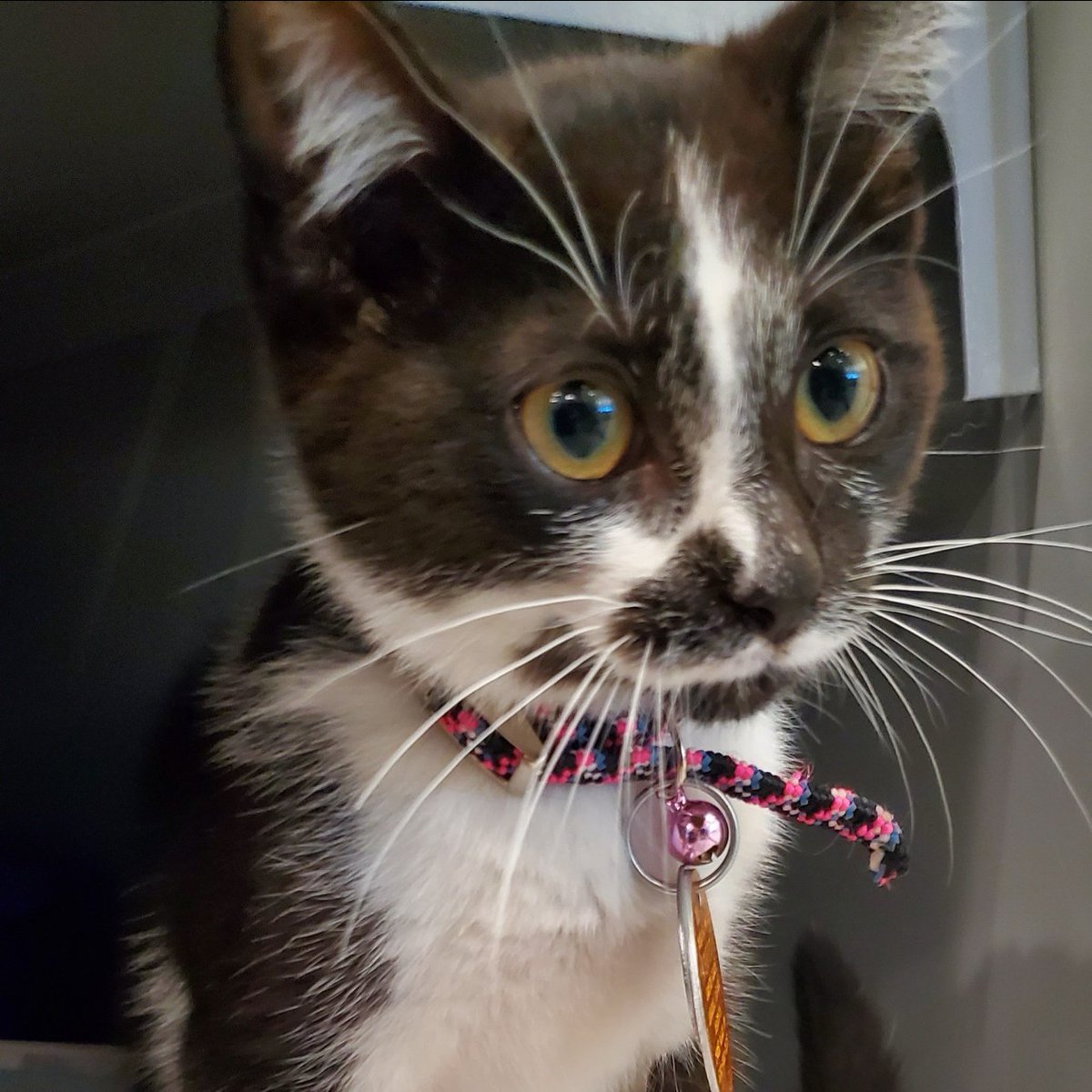 AnimalLeague's tweet photo. Happy #NationalKittenDay! Come meet our adorable, adoptable kittens, like Evia (#LA2654), at our Port Washington, NY campus today and bring home your new best friend! #BiancasFurryFriends #GetYourRescueOn #Adopt https://t.co/FtQ44SGQ1V