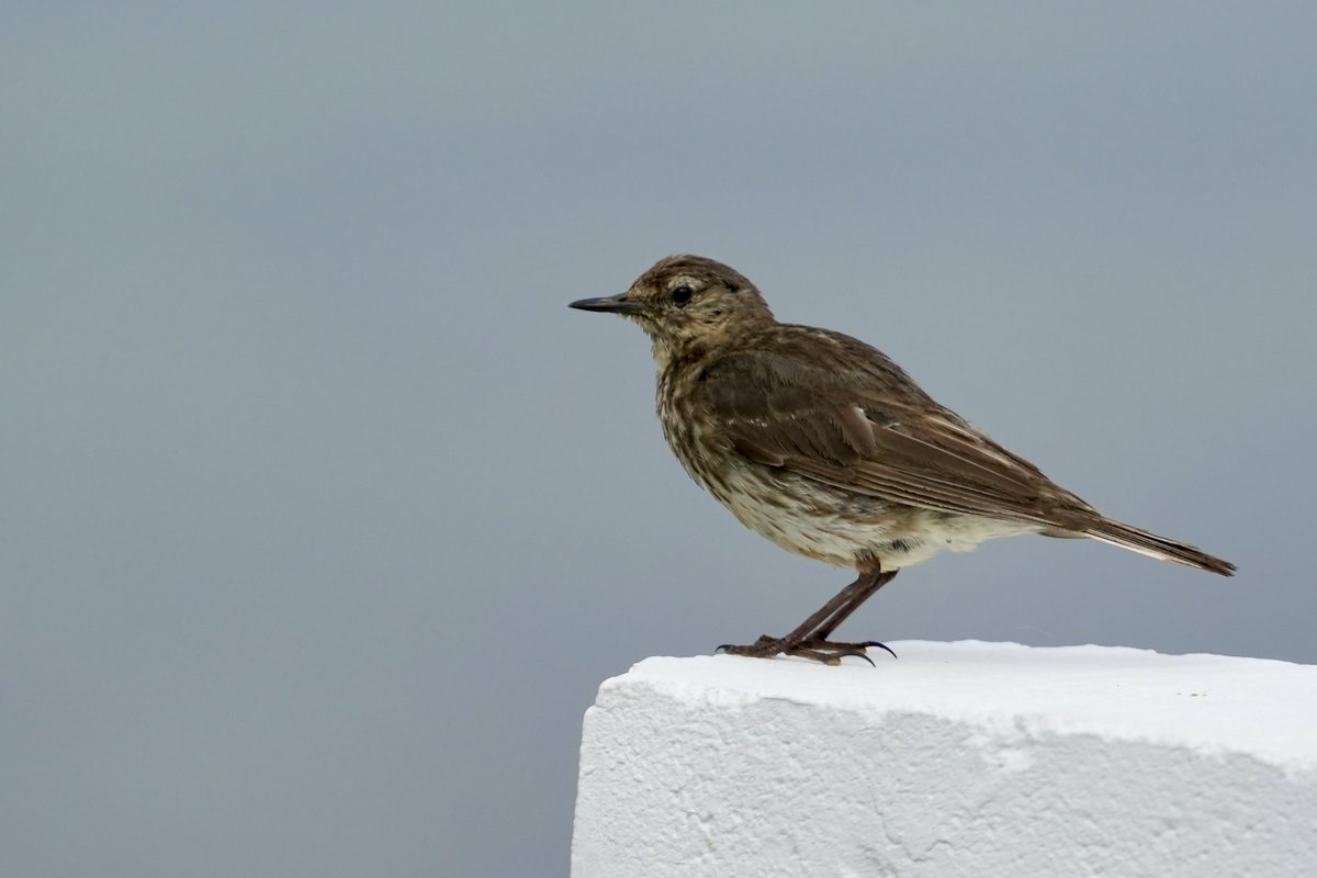 cirzh's tweet photo. #RockPipit #GreenConservationStatus #TwitterNatureCommunity #BirdsSeenIn2022 #birdwatchireland #birdwatching #Skerries #Fingal #yourfingal #lovefingaldublin https://t.co/fPveKRvKAj