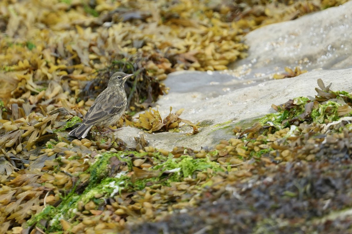 cirzh's tweet photo. #RockPipit #GreenConservationStatus #TwitterNatureCommunity #BirdsSeenIn2022 #birdwatchireland #birdwatching #Skerries #Fingal #yourfingal #lovefingaldublin https://t.co/fPveKRvKAj