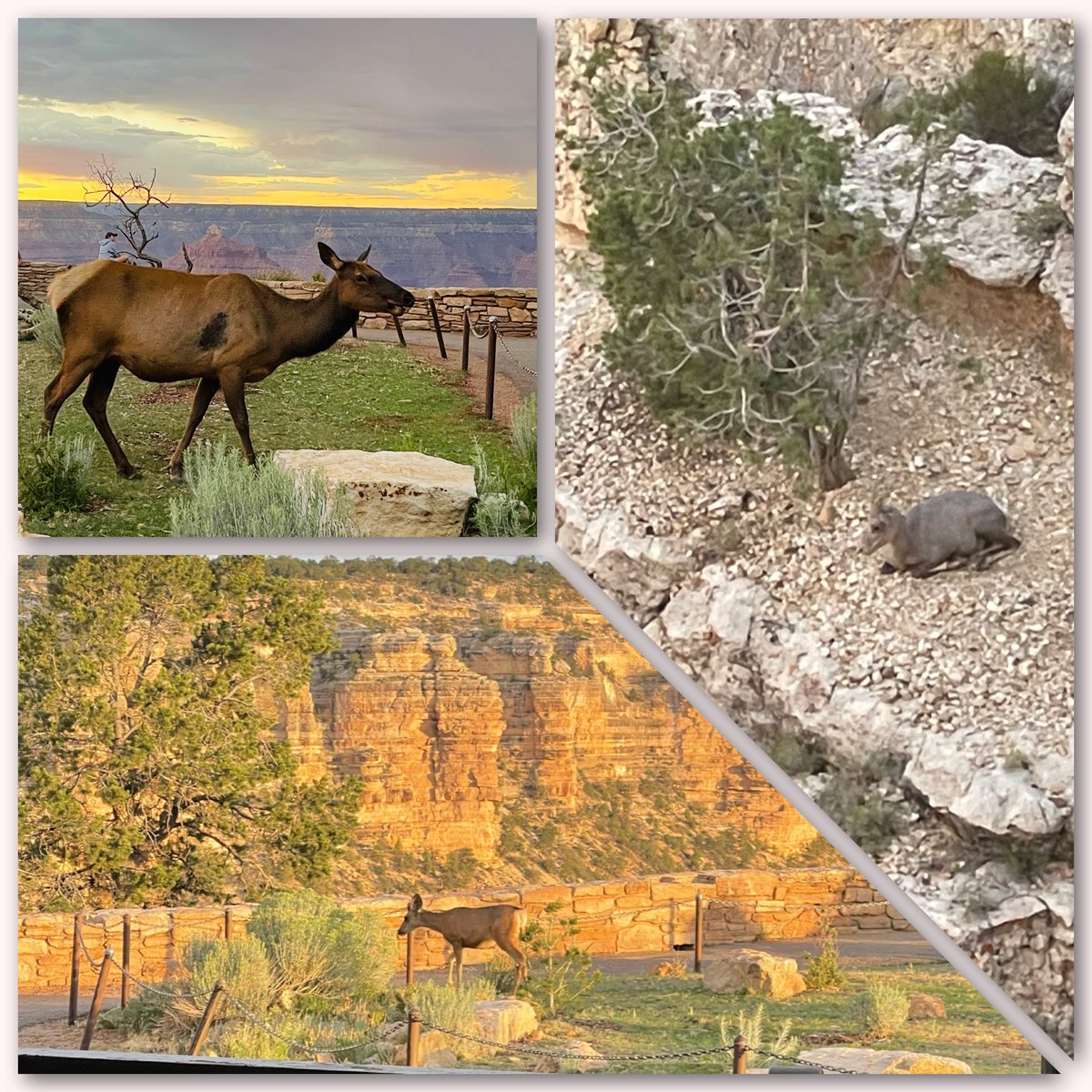 TammieSouza's tweet photo. #SundaySpectacular My morning visitors just feet from the porch and edge of the #GrandCanyon #Elk #MuleDeer baby #BigHorn Such a start to my day 🙌 https://t.co/cUjBbKePsI