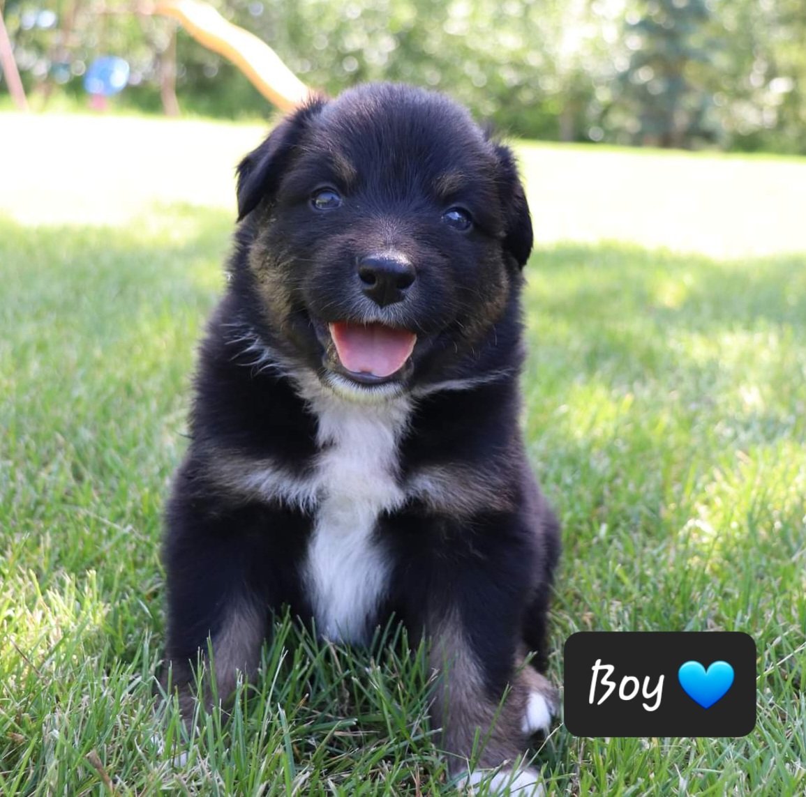 MorwennaSutter's tweet photo. Looking for my new family!  Ready to go August 10th.  This guy has a gentle soul:) @BmSutter https://t.co/O2lO7fis7s