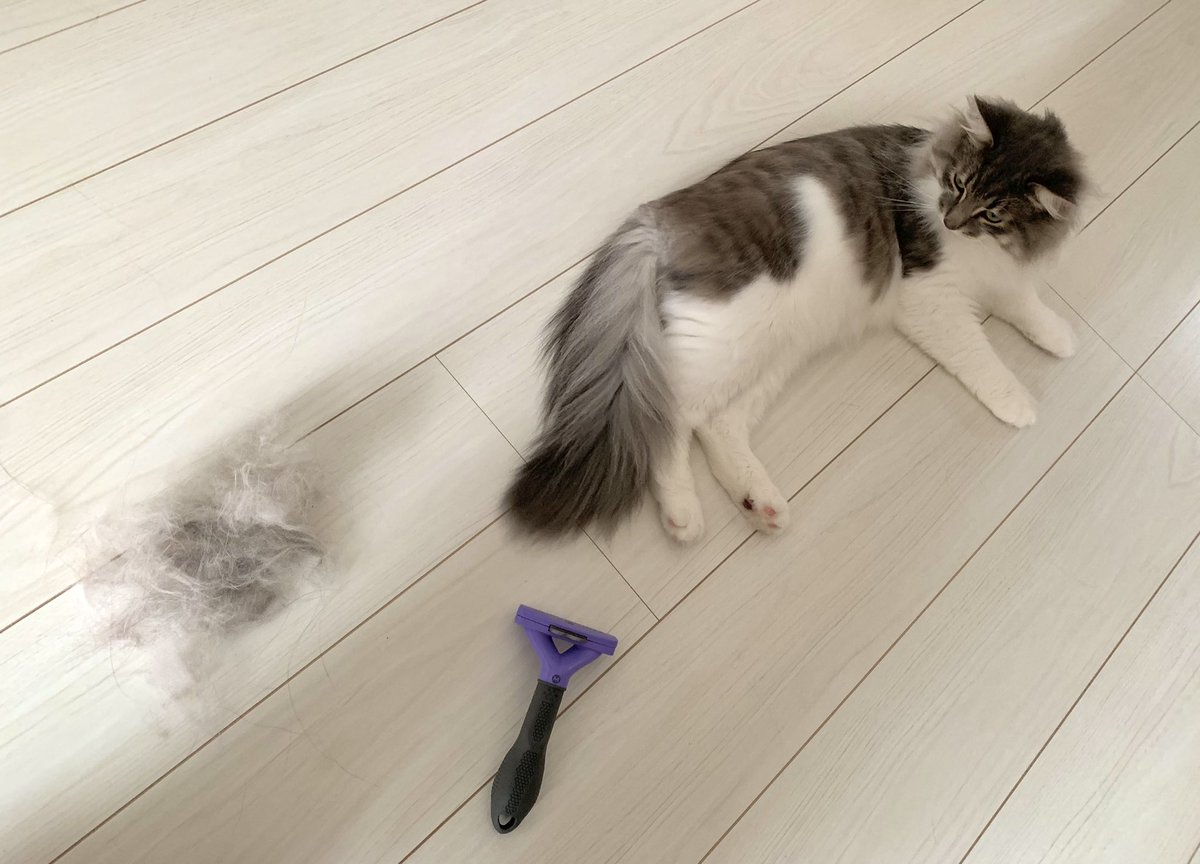 gomataro14's tweet photo. いっぱい取られて怒り気味のごま

#ノルウェージャンフォレストキャット 
#猫のいる暮らし https://t.co/RbTOytl6xt