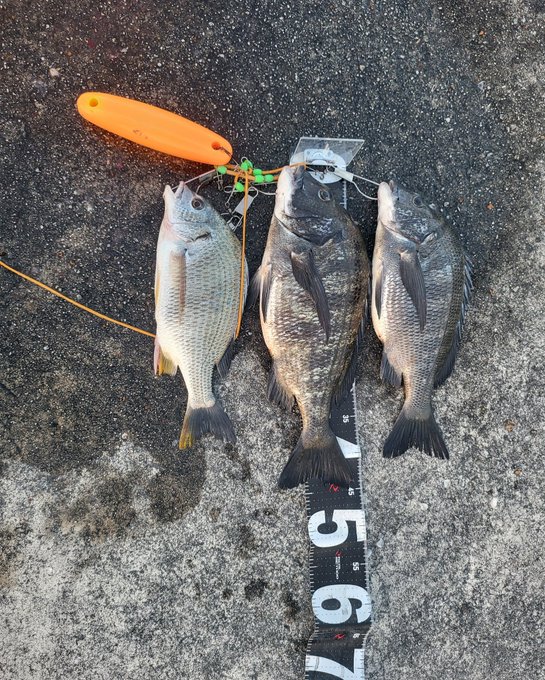 紀州釣りでバラさない合わせのコツ バラしは厳禁 集めたチヌが消えるぞ 釣りとキャンプのマガジンblue S
