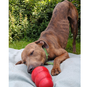 cotsdogscats's tweet photo. Too hot to go out? 🌞🥵 Do this instead!
Replace physical exercise with mental exercise so your pet still gets a workout
✔️Scent games
✔️Food enrichment
More advice 👇
https://t.co/H6nbZpaAtn
#cotsdogscats #summerpetsafety #dogsummer #adoptdontshop #rescuedog #catsummer https://t.co/ER8tT7RDI5