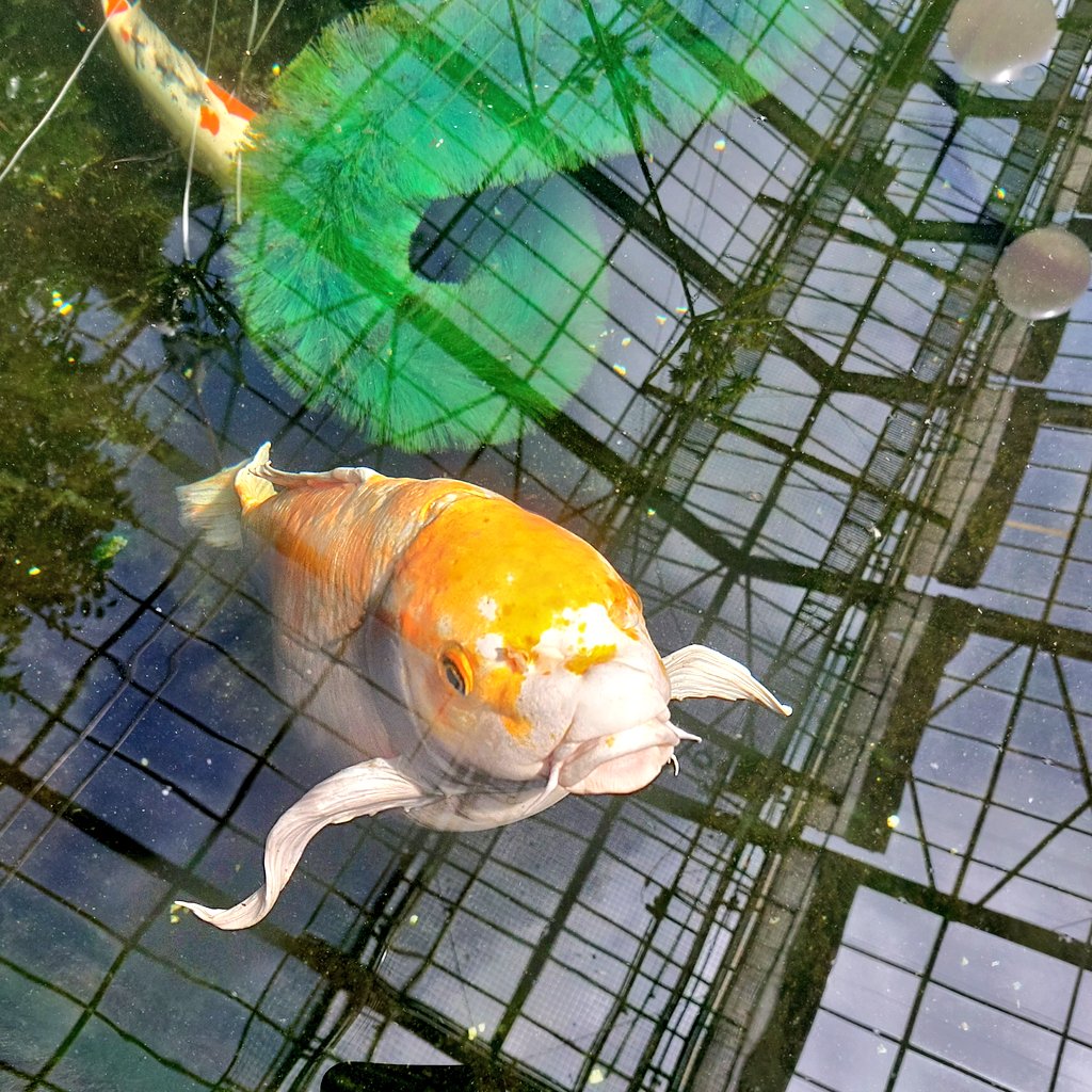 Warren Laine-Naida tweet media