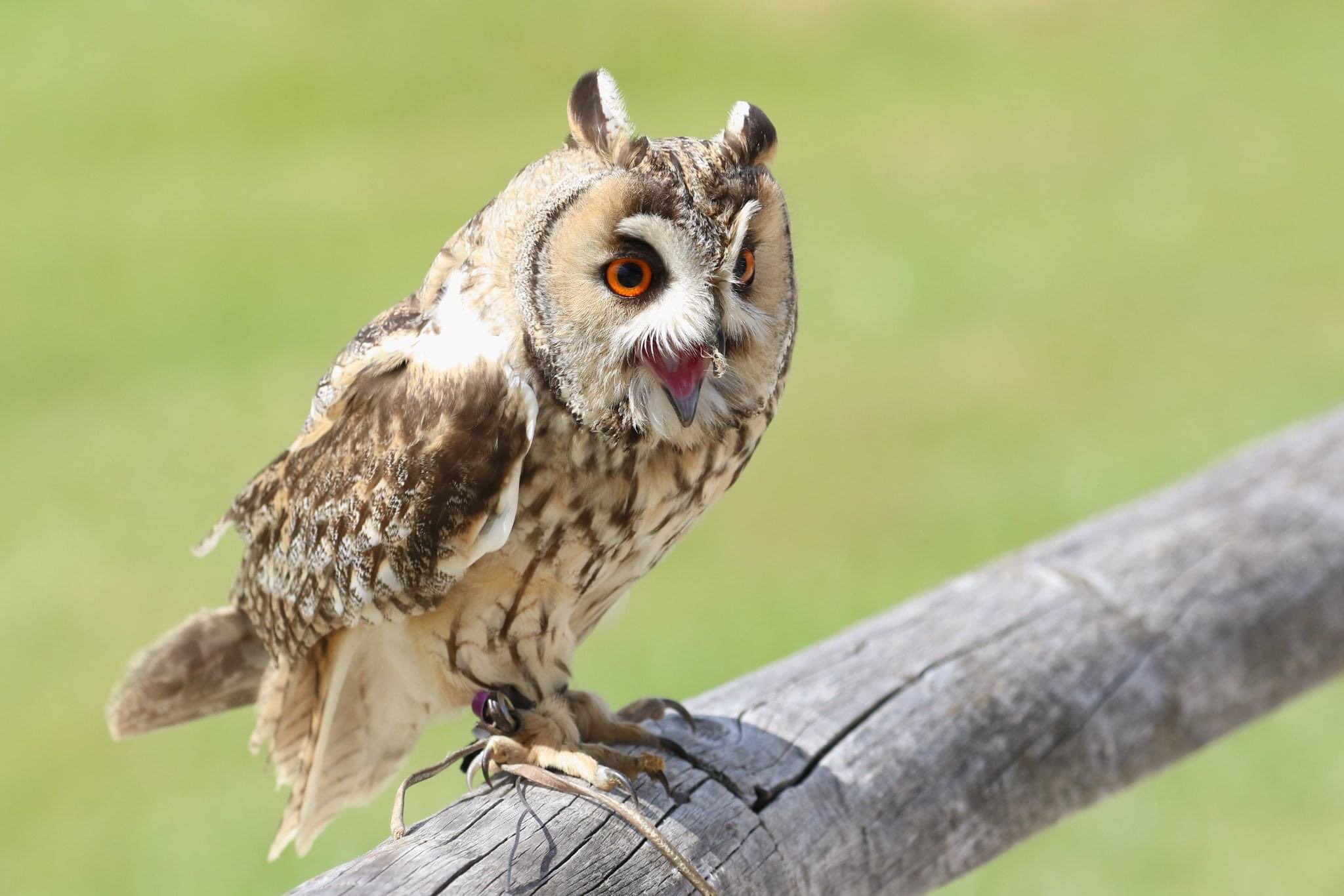 Tawny owl Barn owl Peregrine NEW BIRDS OF PREY SET 3 birds  FLIGHTS OF FANCY 
