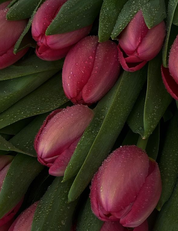 lavieestbelIe's tweet photo. Forever obsessed with tulips https://t.co/bmIuzEb0zV