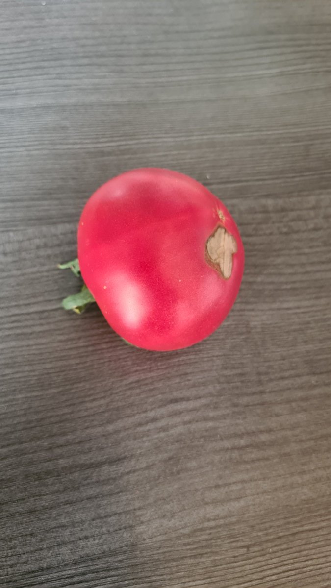 FrqnkSt's tweet photo. Frage an die Tomatenexperten.
Was haben meine #Tomaten für #Flecken und was kann ich dagegen tun? https://t.co/lhlemsiwB1