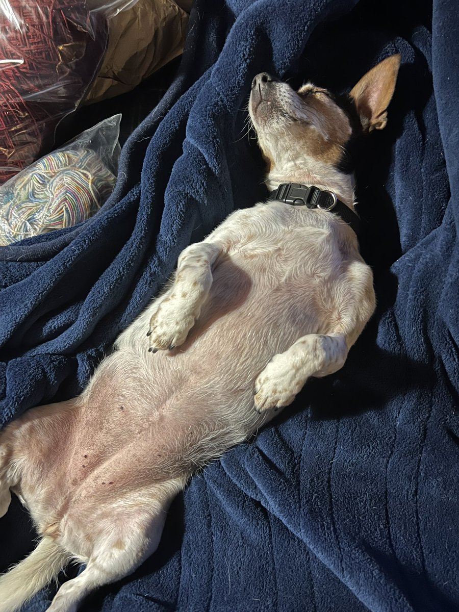 JasmineQuilter's tweet image. Alice

#TourDog 
#CouchPeleton
#TDF2022 
#SBSTDF