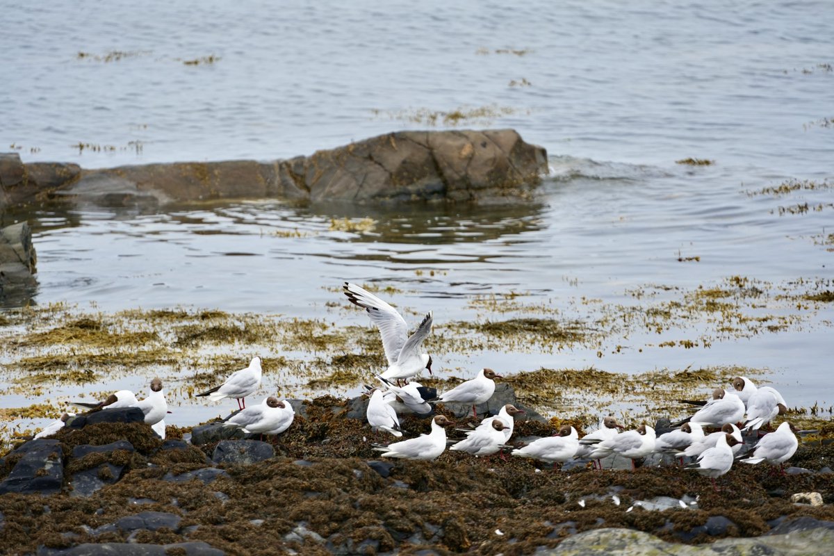 cirzh's tweet photo. #BlackHeadedGulls #RedConservationStatus #HoodedGulls #birdwatchireland #birdwatching #TwitterNatureCommunity #BirdsSeenIn2022 #Skerries #Fingal #lovefingaldublin #yourfingal https://t.co/I23jDohxTr