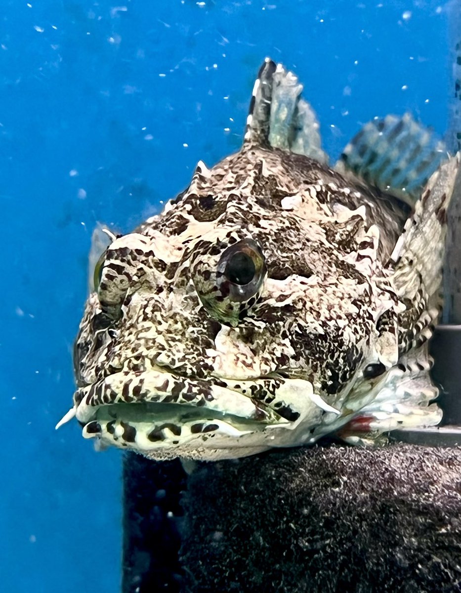 This intimidating looking creature is a long-spined sea scorpion, just one of the amazing fish you can see from our local waters in Lyme Regis Marine Aquarium this week!

#lymeregis #thingstodoindorset #dorset #aquarium #marineaquarium