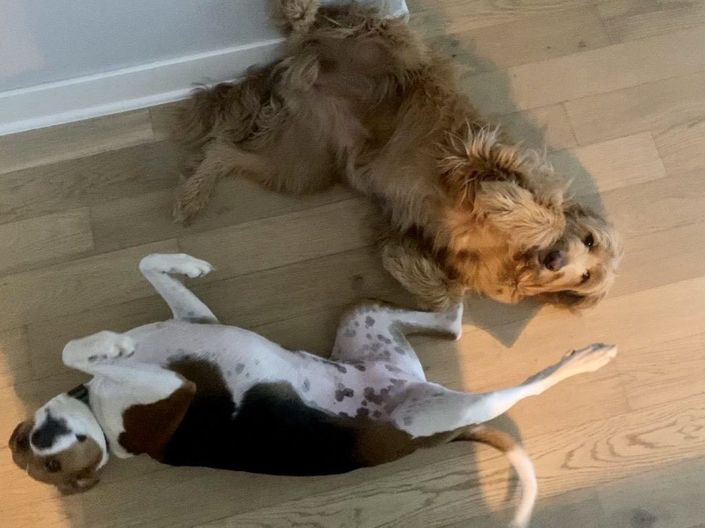 petsitco's tweet photo. 2 hands for 2 bellies. #walkerhound #goldendoodle #homevisit #petsitter #petsitting #rogersarkansas #nwa #petsitco https://t.co/XYCalnotbl