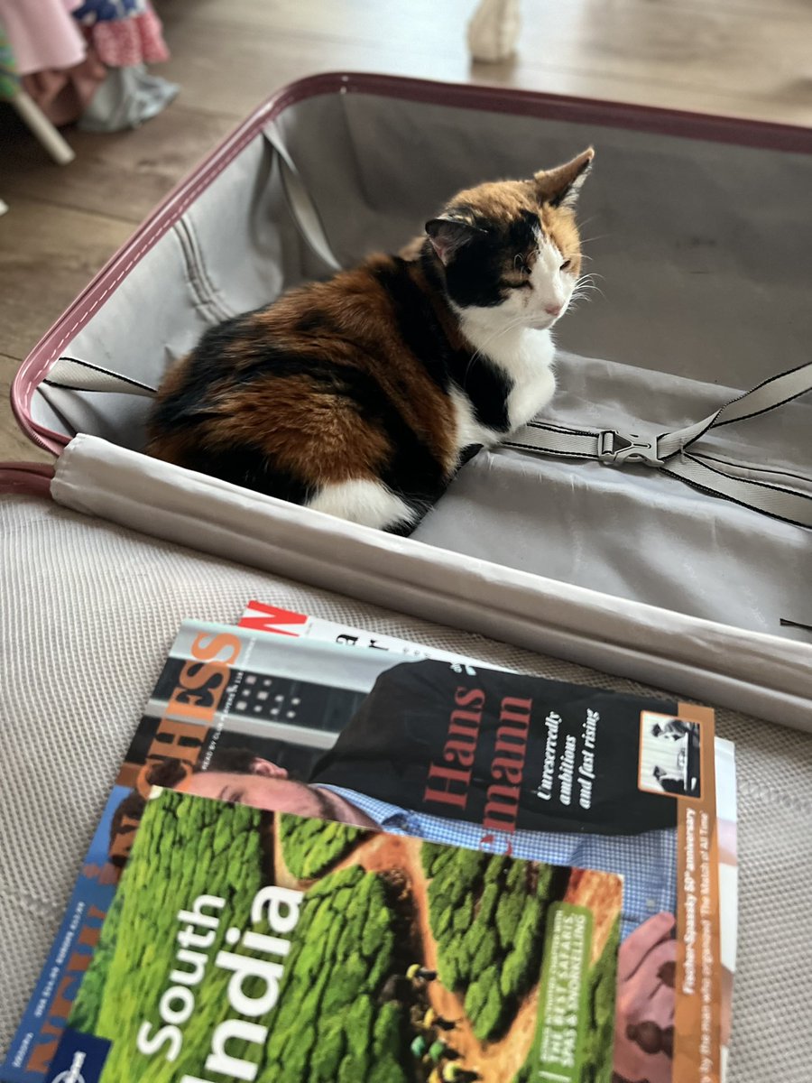 lularobs's tweet image. She’s in the suitcase! Do you take her with you?