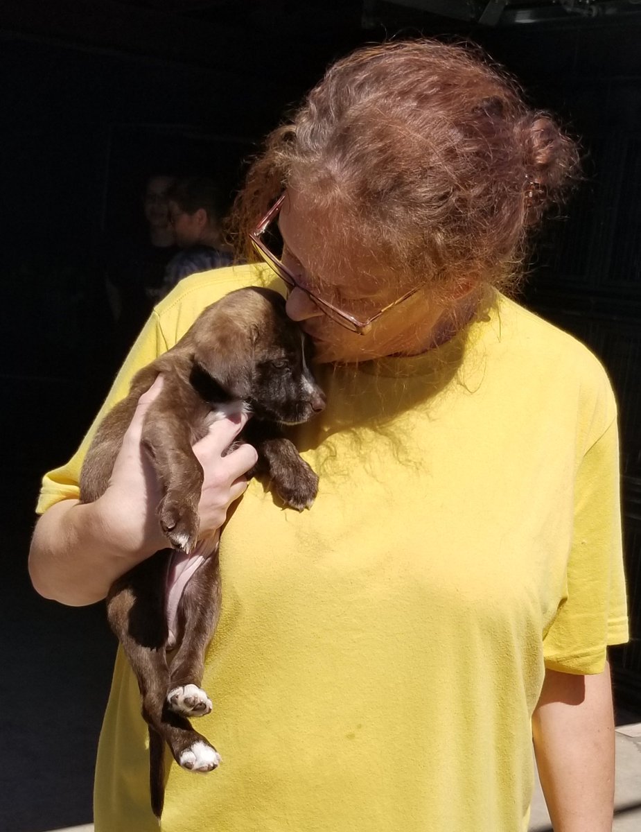 MarleyMud's tweet photo. 53 #RescueDogs on #RescueTransport from #Shreveport and #Houston to #Illinois and #Wisconsin! Lots of fluffy #puppies and cuties this trip on their way to #fureverhomes! #dontshopadopt! https://t.co/SQ2ZbLOyAZ
