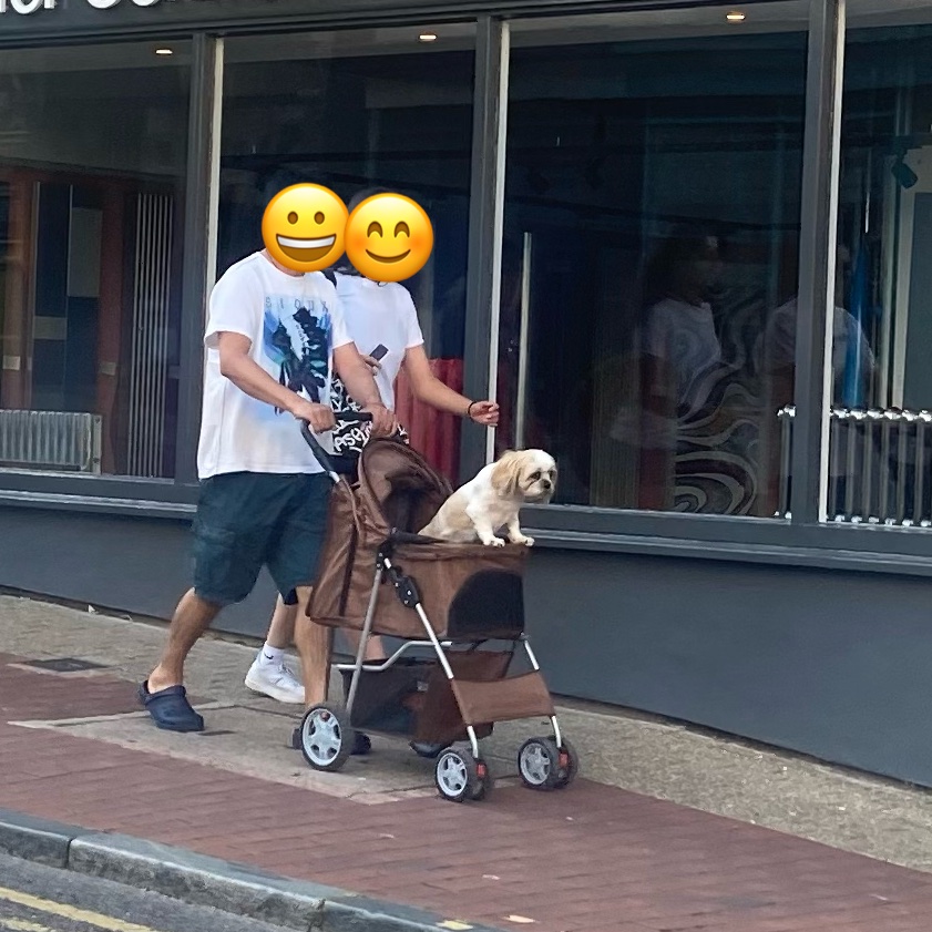 DOG WAT I SAW tweet media