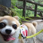 ツイートに含まれる画像