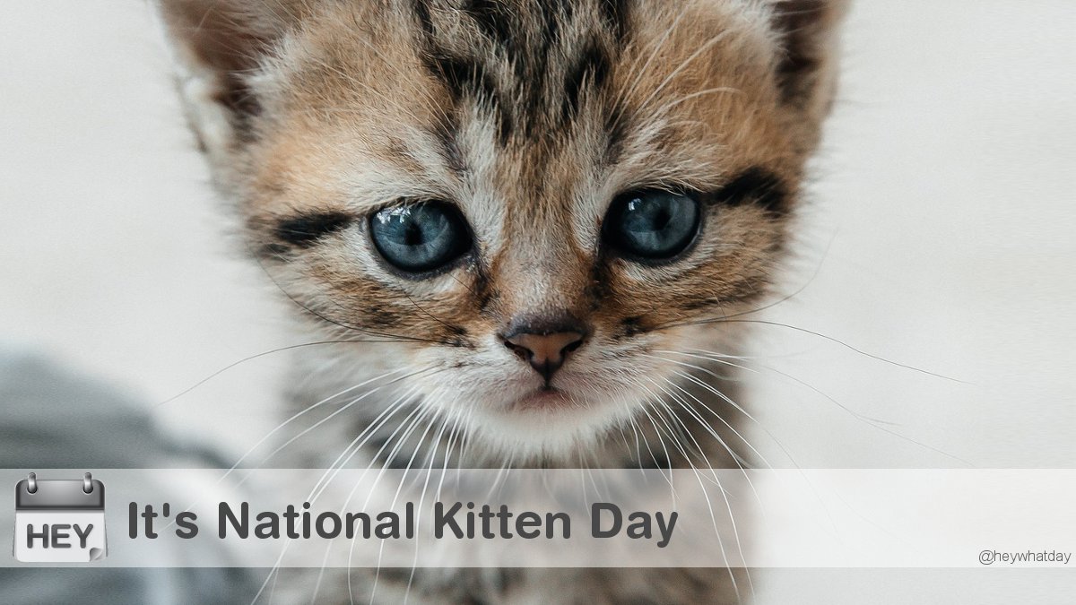 It's National Kitten Day! 
#NationalKittenDay #KittenDay #KittensOfTwitter