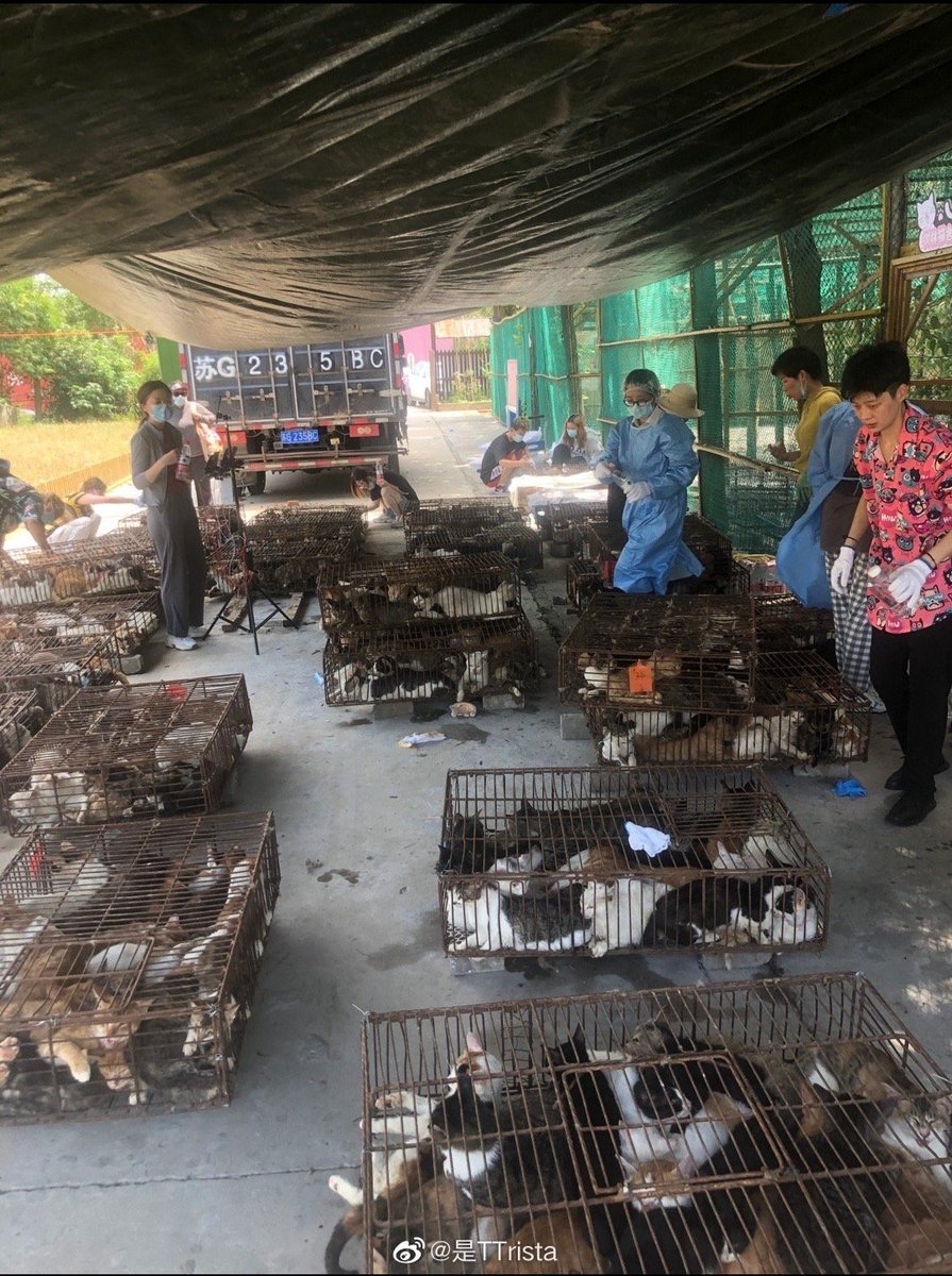 WeAreNotFood's tweet photo. A cat truck stopped and the cats rescued by the amazing Chinese volunteers! More info on this on the tweet.

https://t.co/tyVDfwkQQa https://t.co/ugEI20kjiu