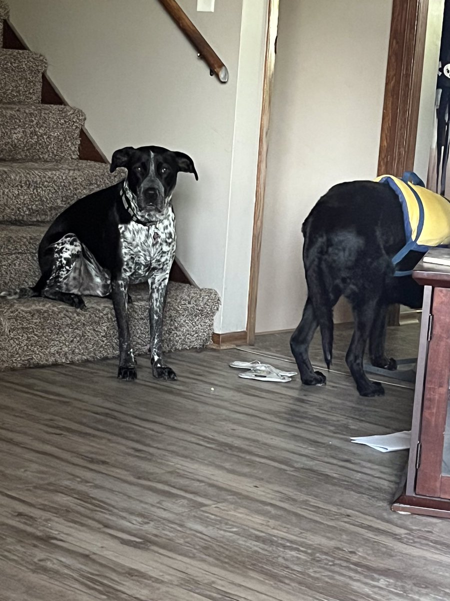 MurphyBoy2020's tweet photo. Ladies first, Murphy is such a gentleman https://t.co/PCLQfkECTm