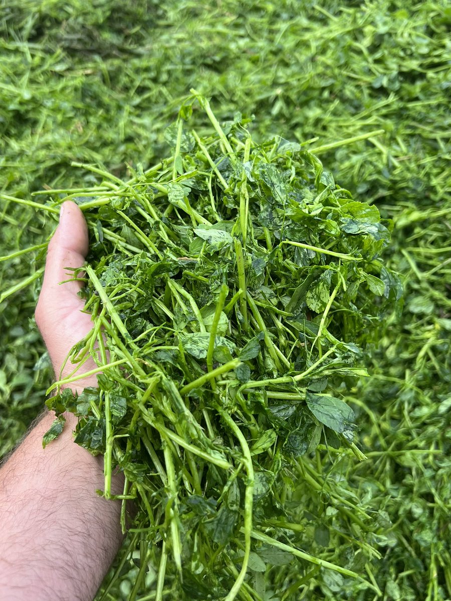 Second cut alfalfa, 3 weeks since last cutting, being  fed directly to the milk cows to decrease purchased feed costs