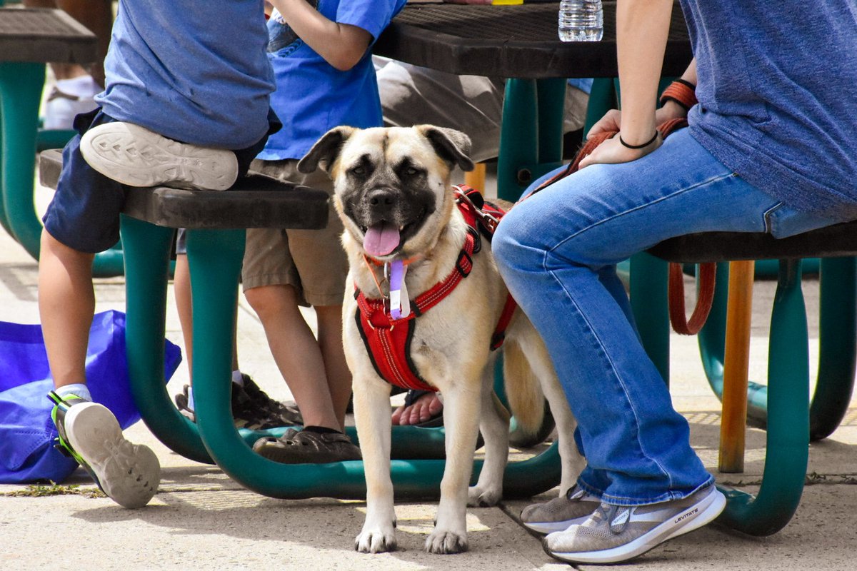 BlueClaws's tweet photo. Our four legged fans are taking advantage of @AmeriHealthNJ Dog Days of Summer ⚾️🐶 #clawsome #blueclaws #baseballdogs #SundayFunday https://t.co/3X50ptj13Z