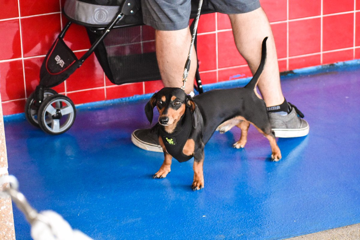 BlueClaws's tweet photo. Our four legged fans are taking advantage of @AmeriHealthNJ Dog Days of Summer ⚾️🐶 #clawsome #blueclaws #baseballdogs #SundayFunday https://t.co/3X50ptj13Z