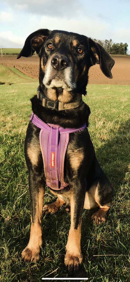 Modjool's tweet photo. @andy_murray so sorry to hear about your wee doggie Maggie Mayhem. We just lost our boy recently so I know exactly how you feel. There’s literally nothing quite like it 😔 Our hearts are still breaking 💔 Here’s our special boy Chester (aka Silverchops!) Memories are everything. https://t.co/1qG6d7Y0m0