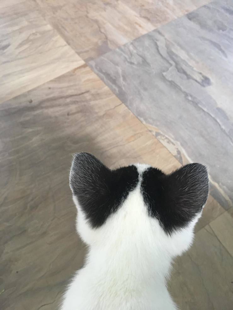 TodoDiaGatinhos's tweet photo. https://t.co/IR667L5GRY