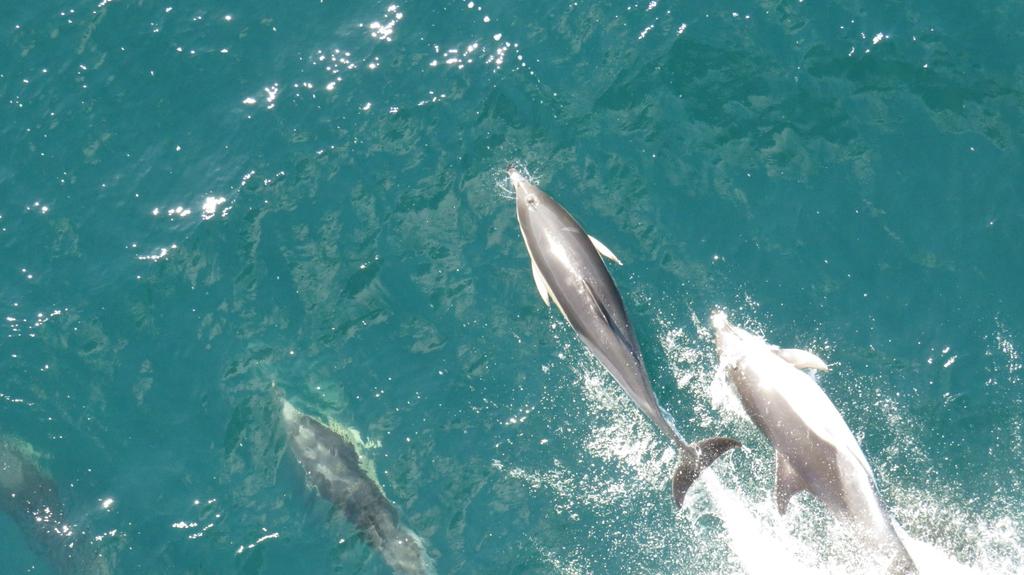 Robot_Matt_'s tweet photo. We have had some visitors on #DY152 just off the coast of Plymouth. A pod of ~8 Commin Dolohins has been riding our bow wave @NOCnews #oceanrobots https://t.co/ybLM5rpWw6
