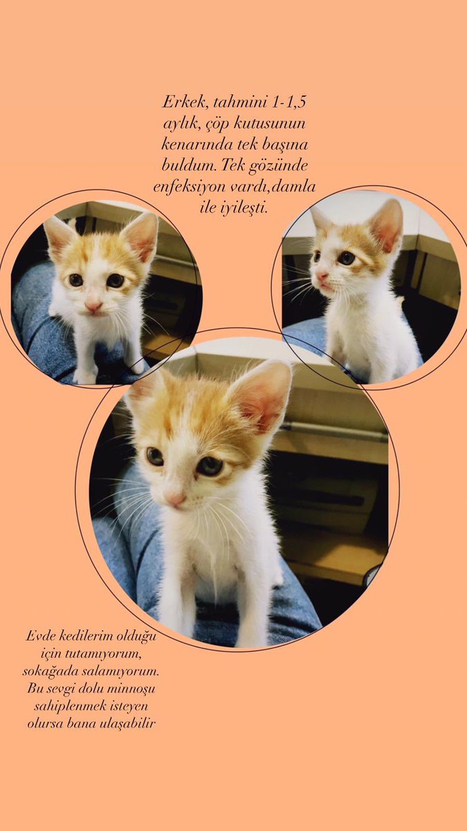 Şöyle bi çocuk buldu kardeşim aşırı işlek bir caddede. Gözünün tedavisi yaptık, dış parazitini de oldu. Rt yapar mısınız güzel bi eve gönderelimdir 🫶🏼