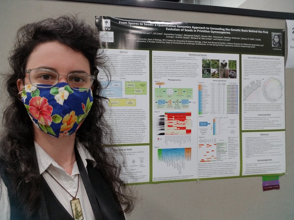 Veronica Sondervan (@vsondervan) on Twitter photo Excited to be presenting my work on seed evolution with <a href="/coruzzilab/">coruzzilab</a> and <a href="/NYBG/">New York Botanical Garden</a> at <a href="/ASPB/">ASPB</a> #PlantBio2022 (200-104) Excited to be presenting my work on seed evolution with <a href="/coruzzilab/">coruzzilab</a> and <a href="/NYBG/">New York Botanical Garden</a> at <a href="/ASPB/">ASPB</a> #PlantBio2022 (200-104)