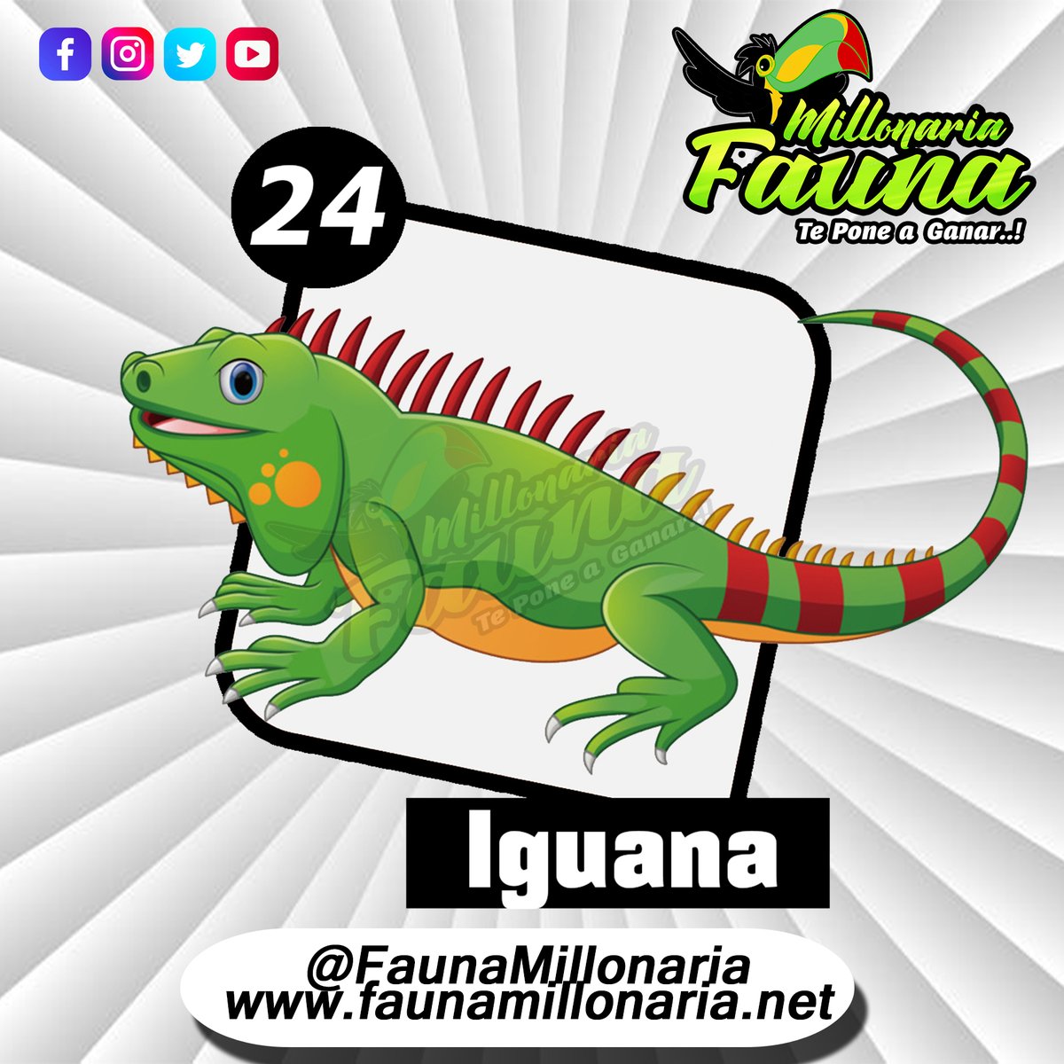 Fauna Millonaria 
Fecha 10/07/2022 
Hora : 2:30 Pm 
24 Iguana
Telegram - t.me/minifauna                    
Web : faunavzla.net