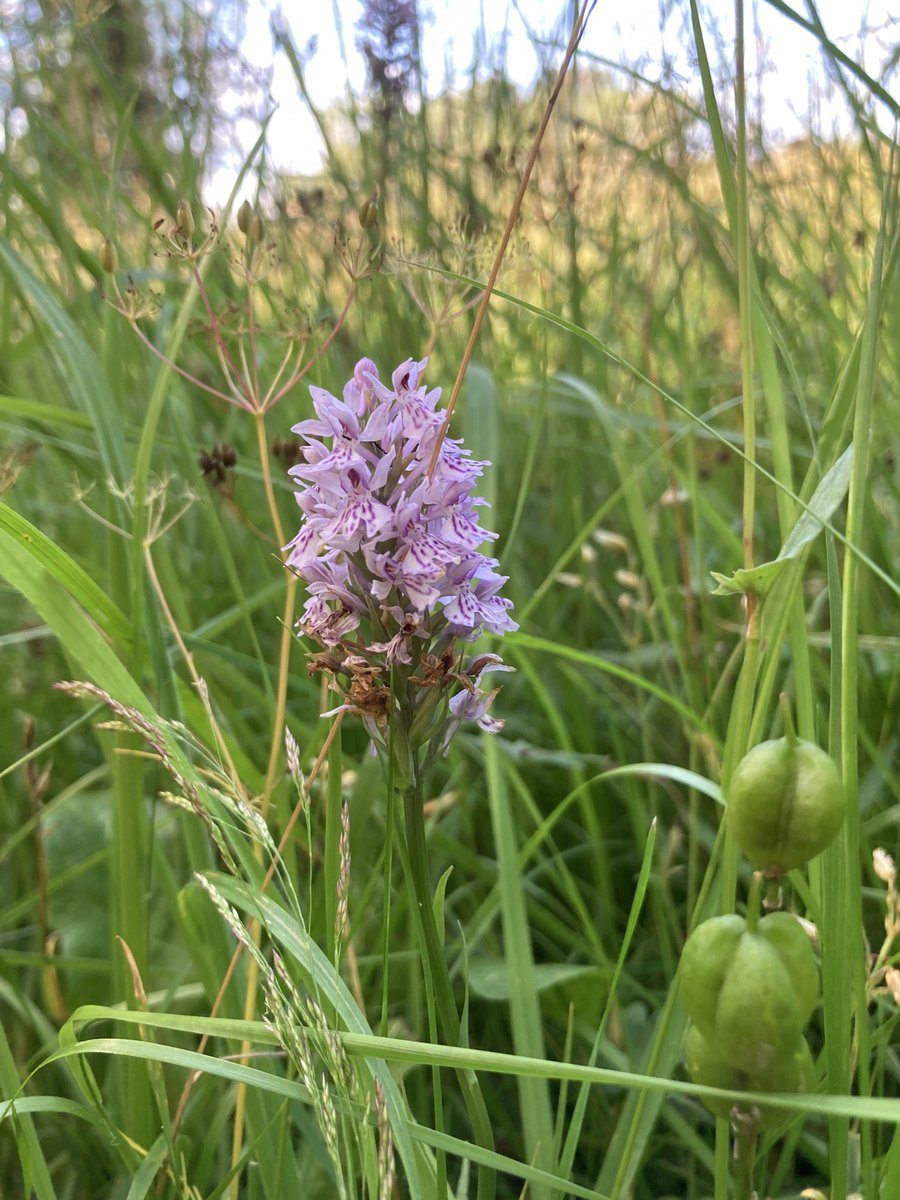 Lovely orchids flowering in our #haymeadow #wildflowers