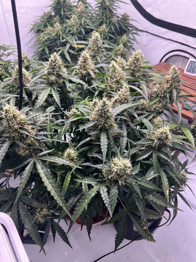 Little piece of paradise ❤️
Day 70 Wedding Cake Autos 🔥
t.me/cali_weed_shop
#cannabisculture 
#WeedLovers #Smokers