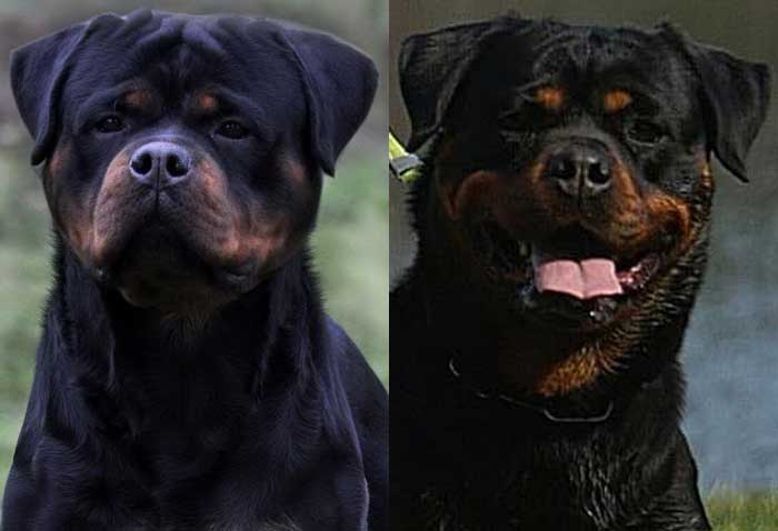 King Rottweilers tweet media