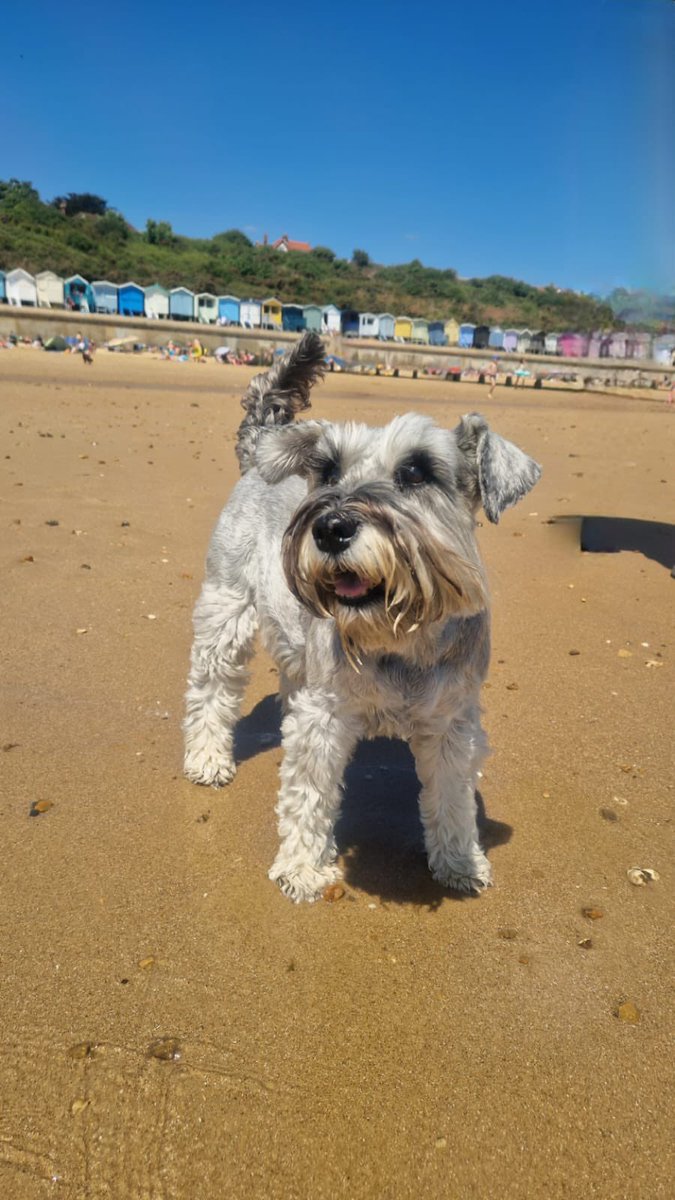 She’s getting some vitamin Sea today.
#schnauzer #Frinton #sunshine