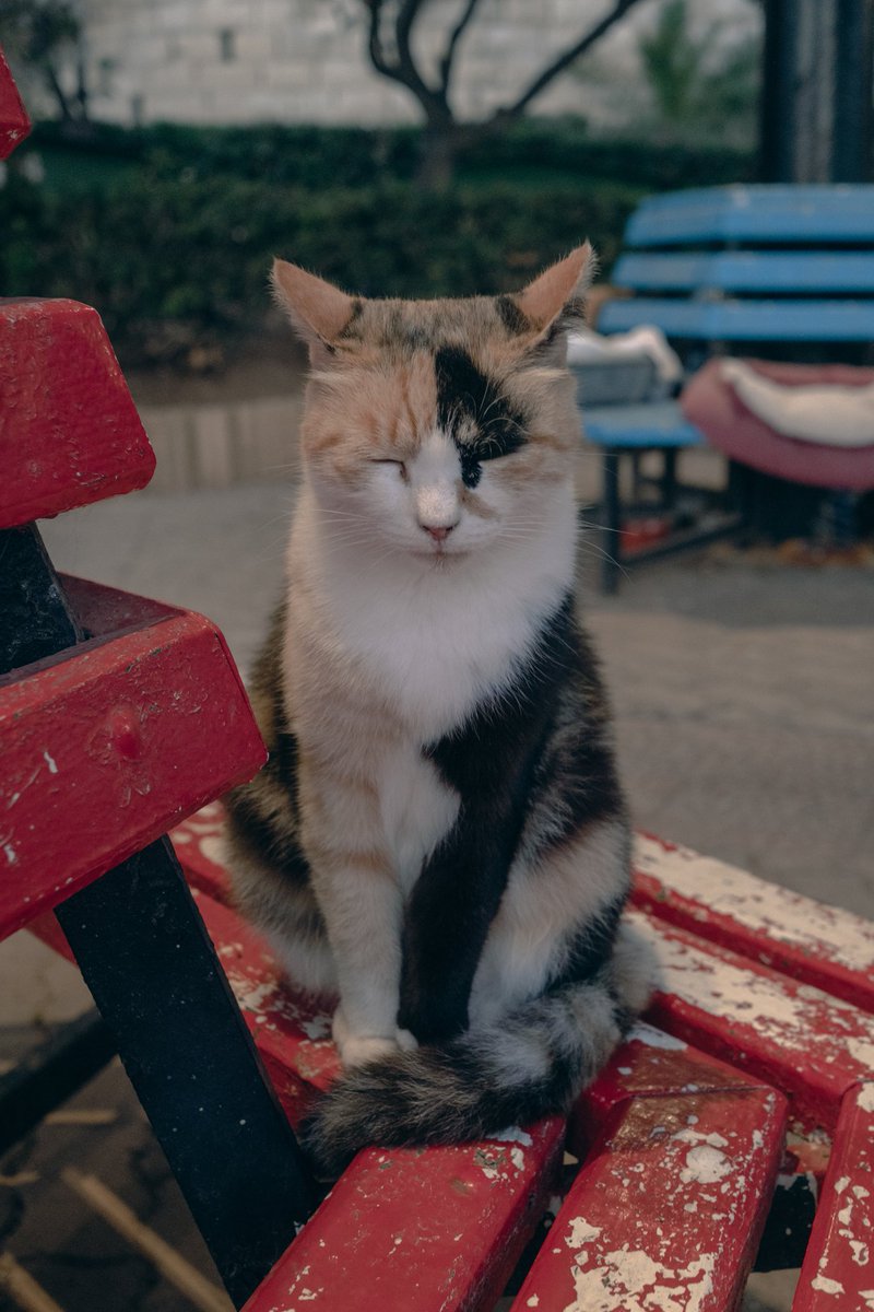 lexxiewithluv's tweet photo. Cats from Malta 

#photography #wildlifephotography https://t.co/VyFYbJ7dp5