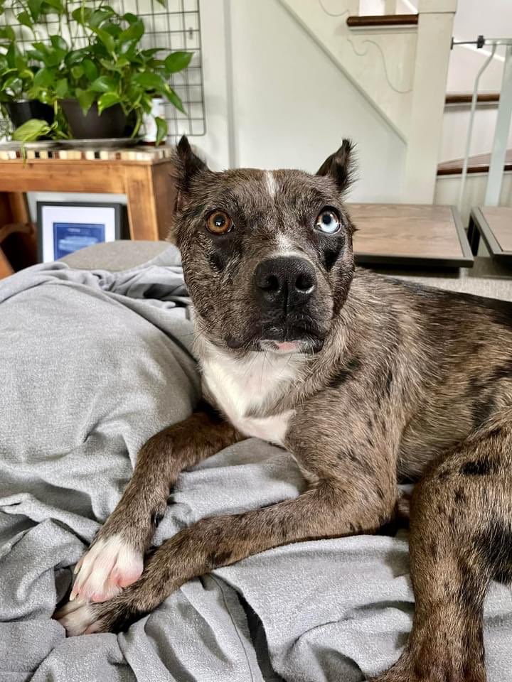 onetailatatime's tweet photo. We will never - we repeat, NEVER - get tired of posting adoptable dogs with crazy ears. This week’s hilariously upright tufts belong to adoptable Shenzi, who we also think might be part hyena 🧐 She’s dog-, cat-, and kid-friendly and is also a member of Non-Matching Eyes Club 🐾 https://t.co/VI5K32DbS0